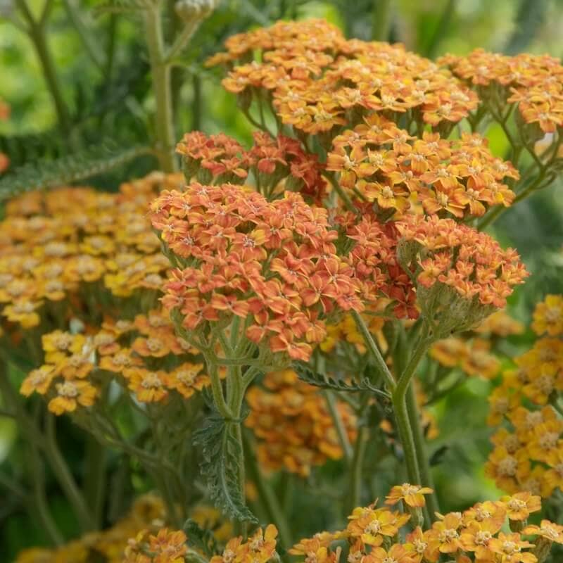 Achillea Terracotta Flowers Close Up Achillea Terracotta Flowers Close Up