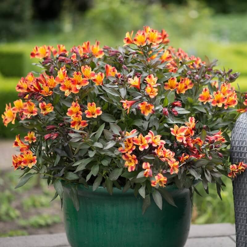 Alstroemeria Indian Summer Growing in a Pot