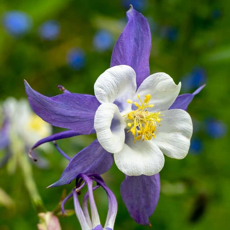 Aquilegia Blue Star Flower Close Up Cropped Aquilegia Blue Star Flower Close Up Cropped
