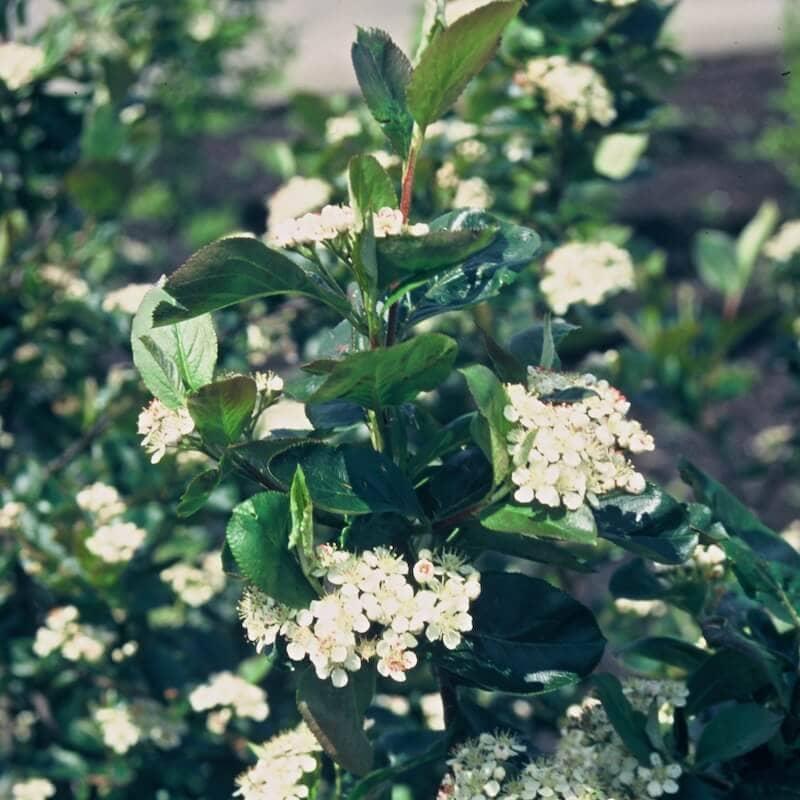 Aronia x prunifolia Aron Flowering Cropped Aronia x prunifolia Aron Flowering Cropped