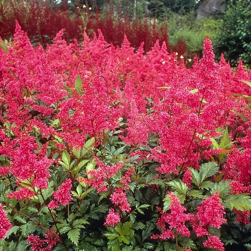 Astilbe Bonn Red Cropped Astilbe Bonn Red