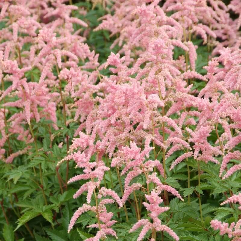 Astilbe Bressingham Beauty Flowers Cropped