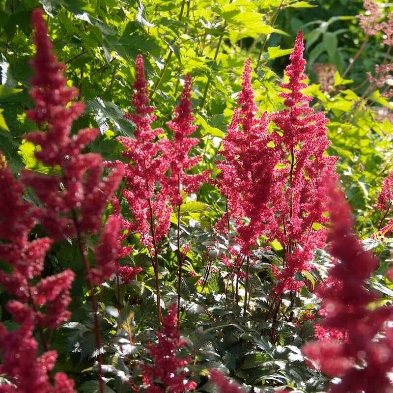 Astilbe Fanal Flowering Cropped Astilbe Fanal Flowering Cropped