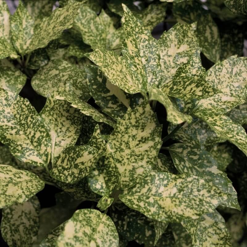 Aucuba japonica Crotonifolia Variegated Leaves Close Up