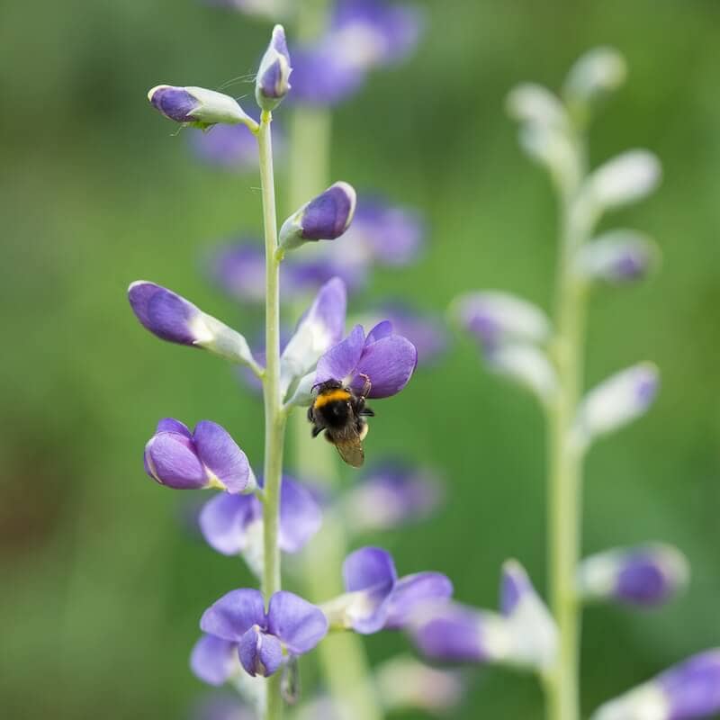 Baptisia australis Purple Flowers with Bee Cropped Baptisia australis Purple Flowers with Bee Cropped