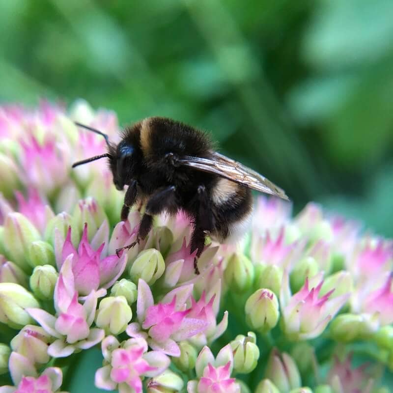 Bee on a Sedum specatbile Pollinator-Friendly Plant Bee on a Sedum specatbile Pollinator-Friendly Plant