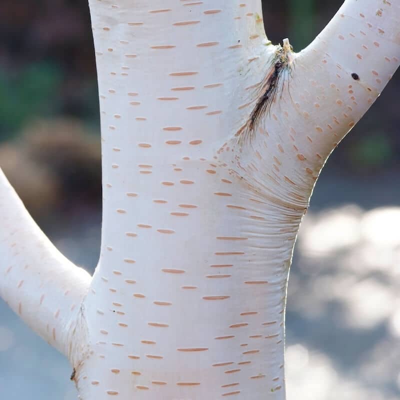 Betula jacquemontii Himalayan Birch White Bark Cropped Betula jacquemontii Himalayan Birch White Bark Cropped