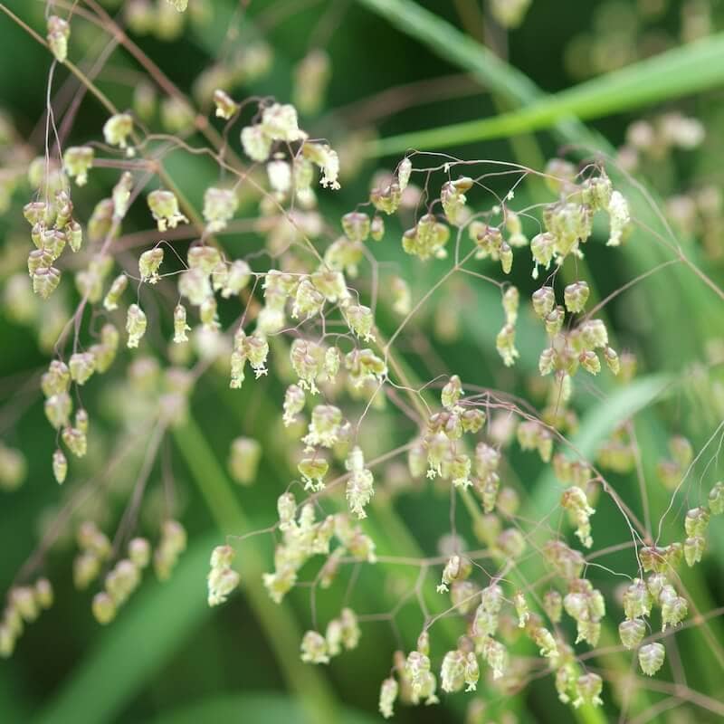 Briza media Flowering Cropped Briza media Flowering Cropped