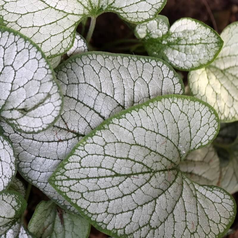 Brunnera Jack Frost Foliage Cropped Brunnera Jack Frost Foliage Cropped