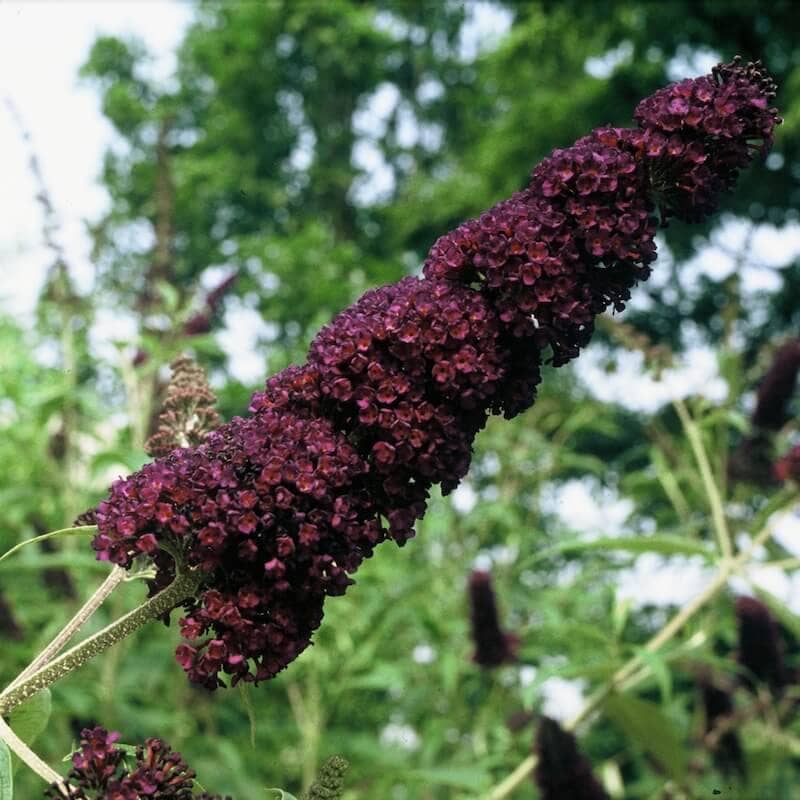 Buddleja davidii Black Knight Flower Close Up Buddleja Black Knight Flower Close Up