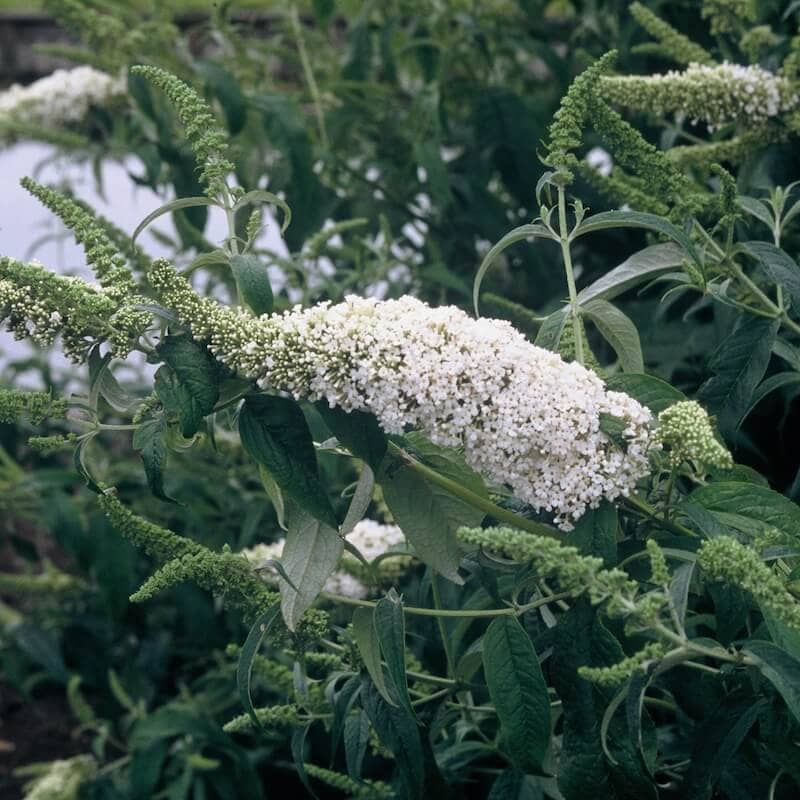 Buddleja White Profusion Flowering