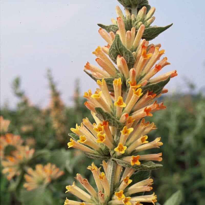Buddleja tubiflora Flower Cropped