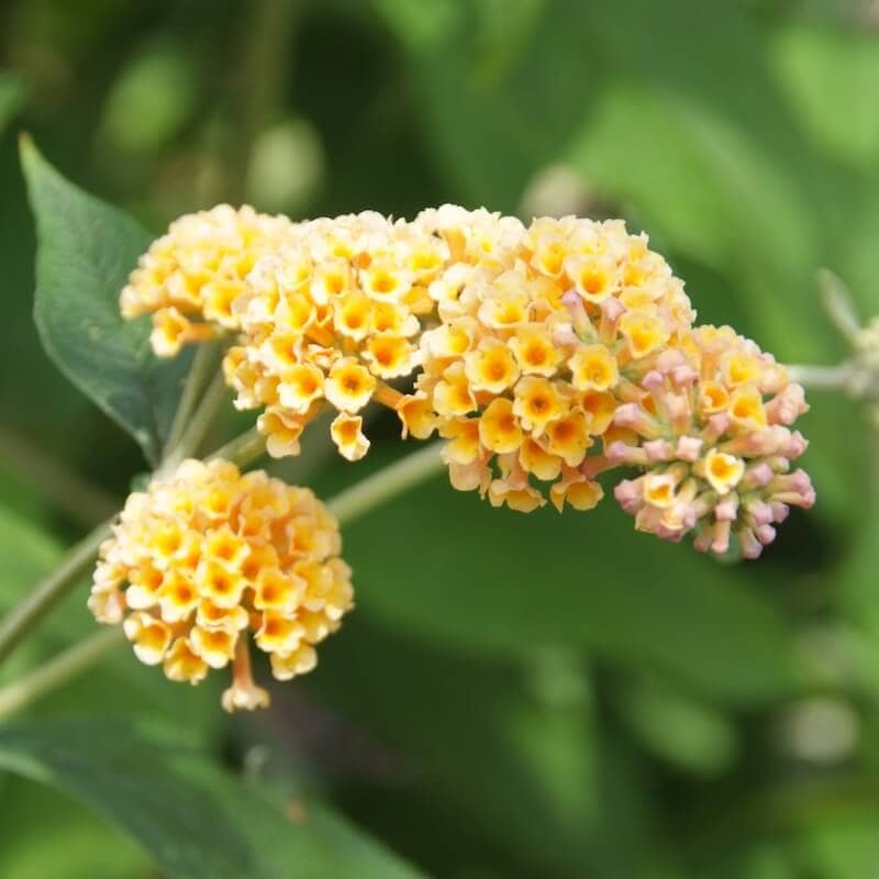 Buddleja x weyeriana Sungold Flowers Buddleja x weyeriana Sungold Flowers