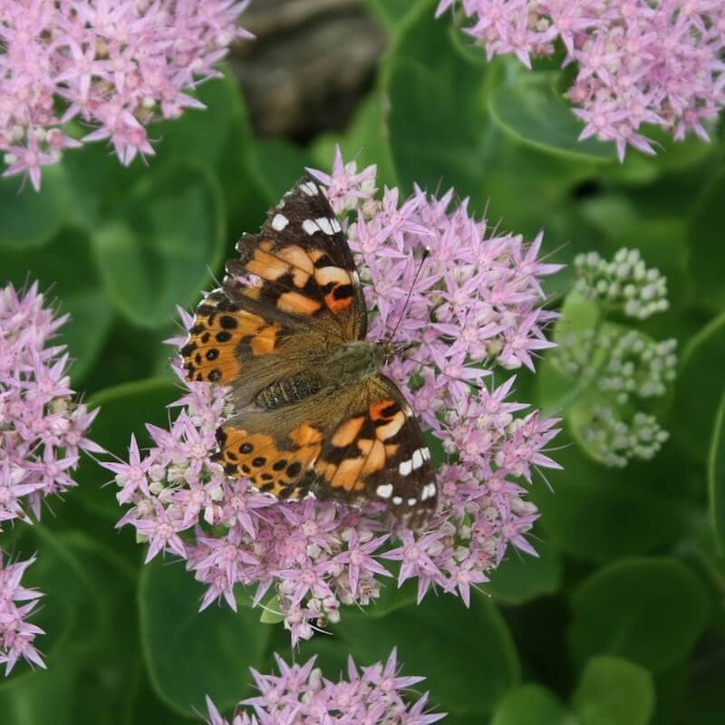 Butterfly on a Sedum specatbile Pollinator-Friendly Plant Butterfly on a Sedum specatbile Pollinator-Friendly Plant