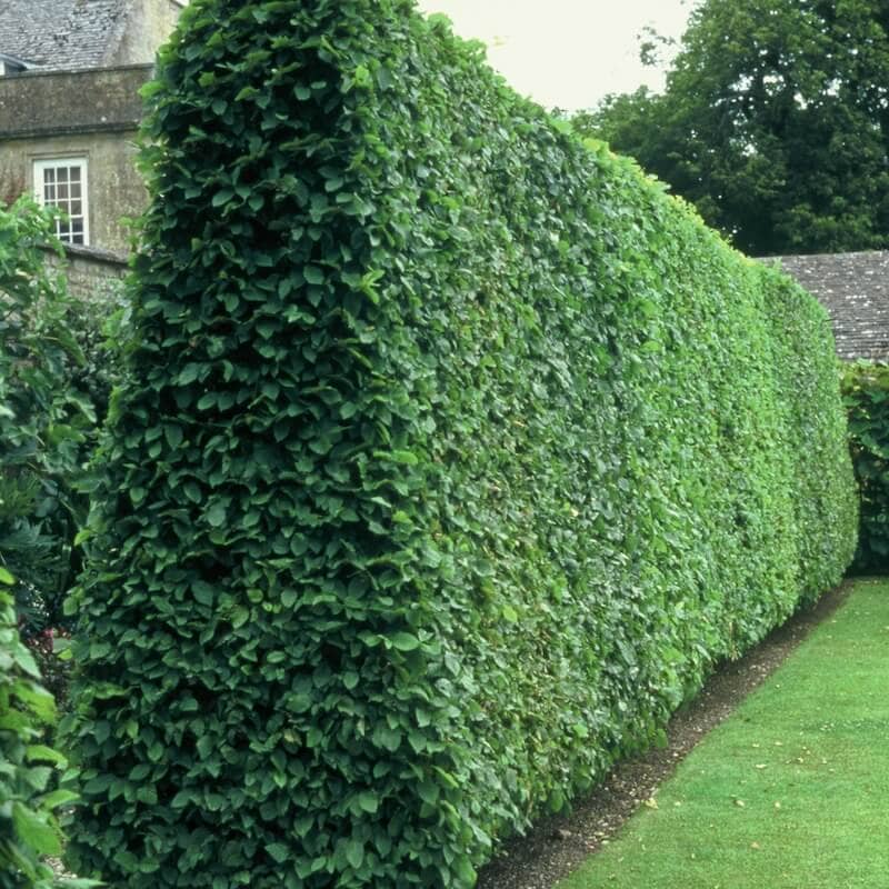 Carpinus betulus Hornbeam Hedging Cropped Carpinus betulus Hornbeam Hedging Cropped