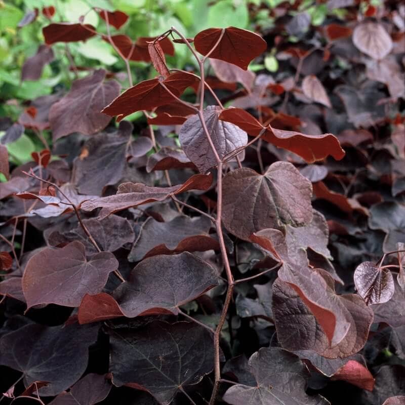 Cercis canadensis Forest Pansy Foliage Close Up Cropped Cercis canadensis Forest Pansy Foliage Close Up Cropped
