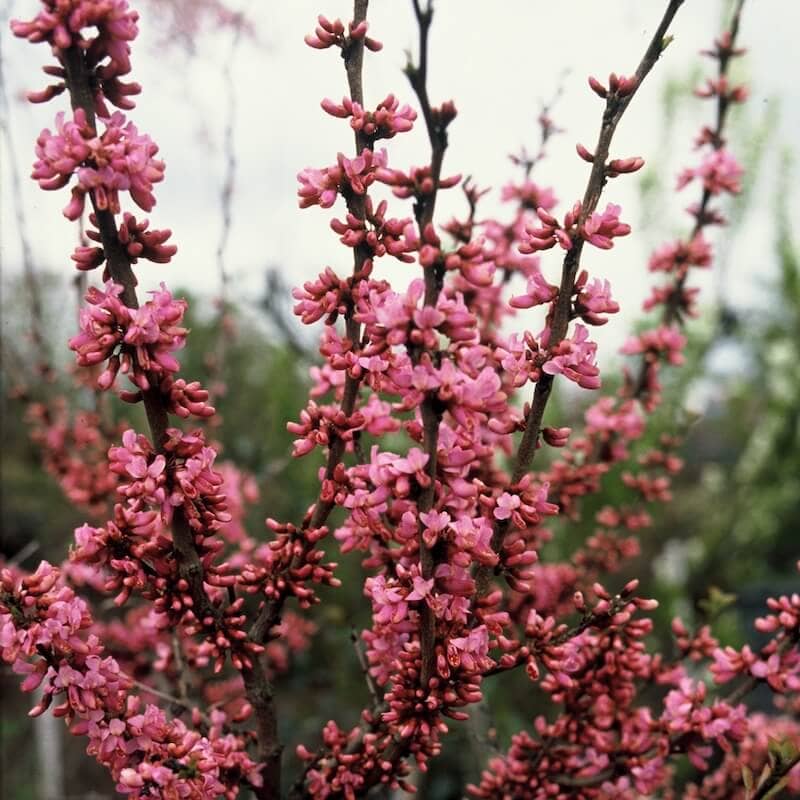 Cercis chinensis Avondale Flowering Cropped Cercis chinensis Avondale Flowering Cropped