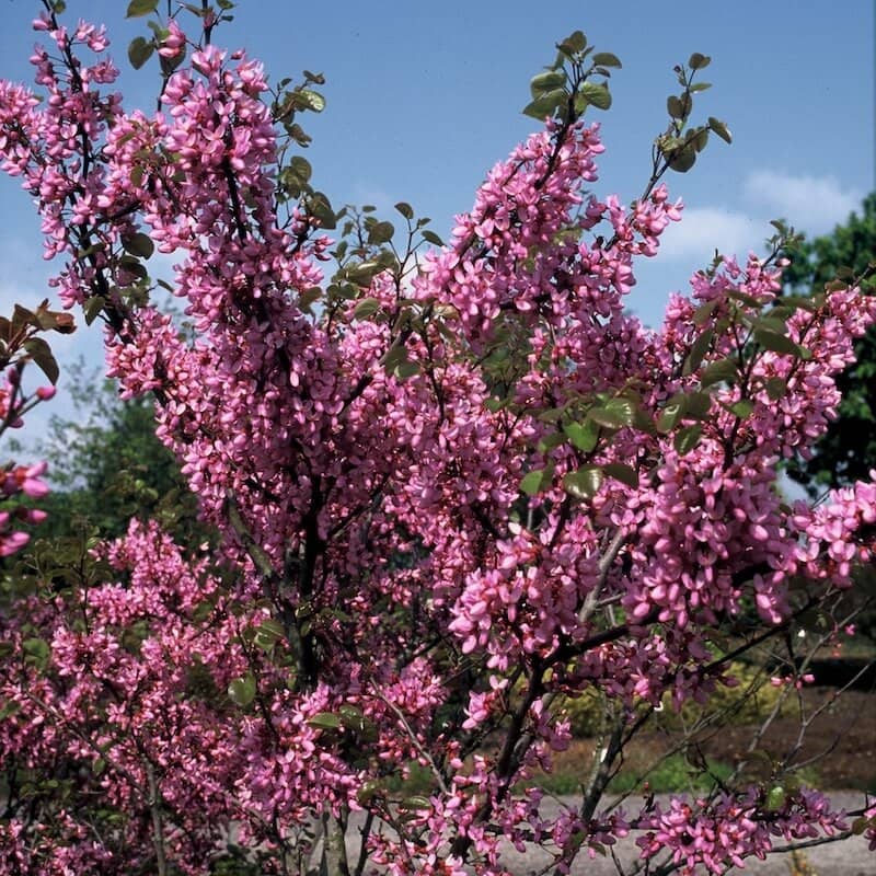 Cercis siliquastrum Flowering Cropped Cercis siliquastrum Flowering Cropped
