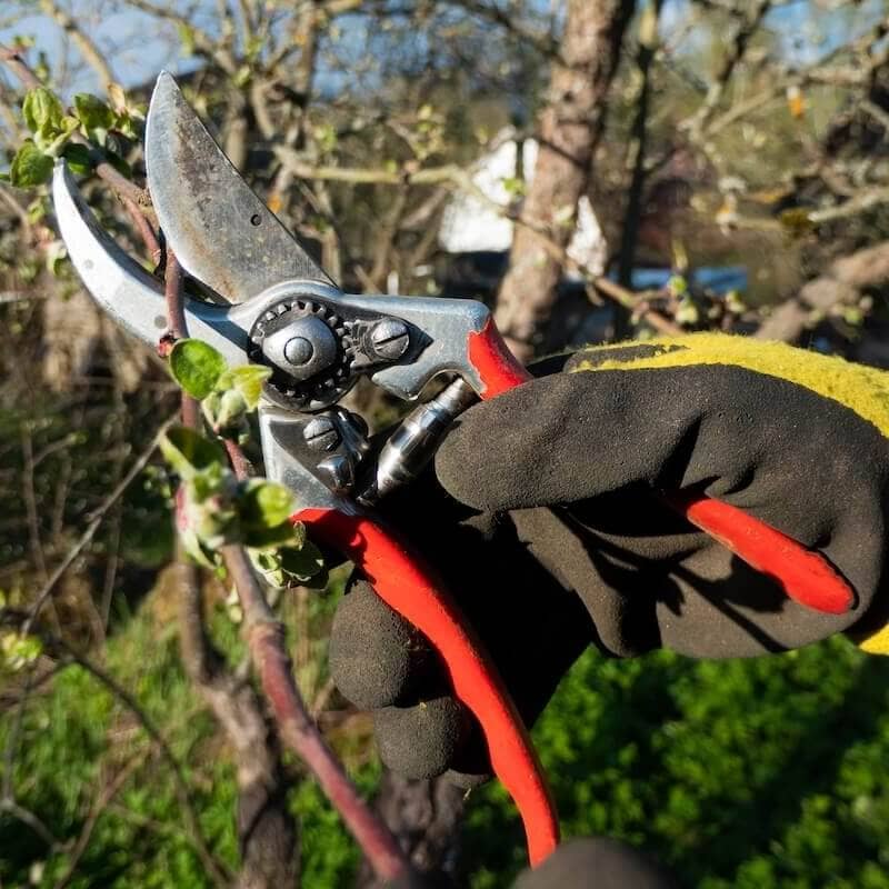 Garden Care Pruning with Secateurs Cropped Garden Care Pruning Guide