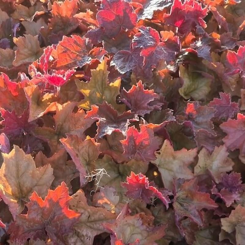 Heuchera Maple Syrup Foliage Cropped Heuchera Maple Syrup