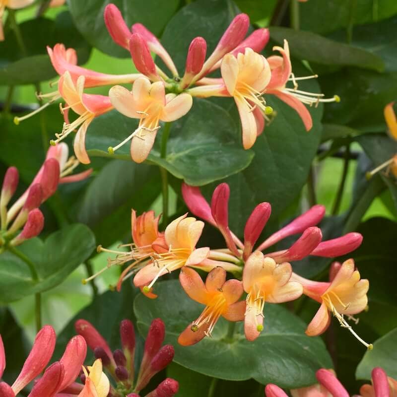 Lonicera Celestial Flower Close Up Cropped Lonicera Celestial Flower Close Up Cropped