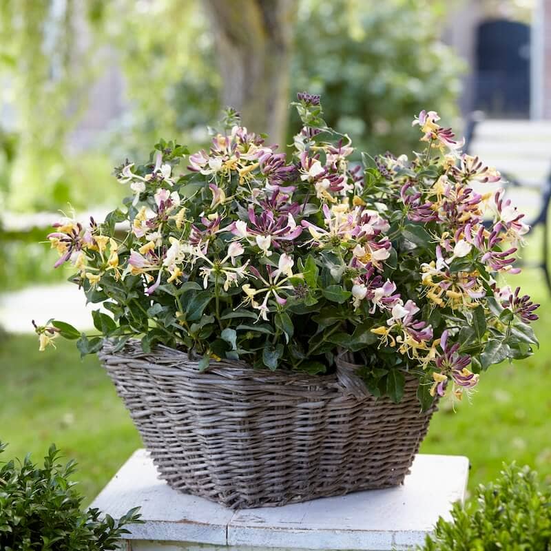 Lonicera Chic et Choc in a Pot Lonicera Chic et Choc in a Pot