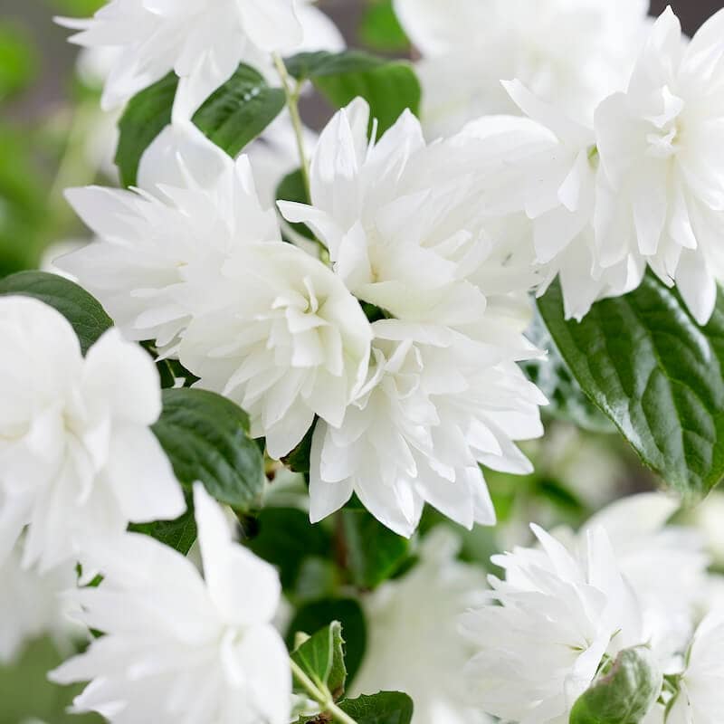 Philadelphus Pearls of Perfume Flowers