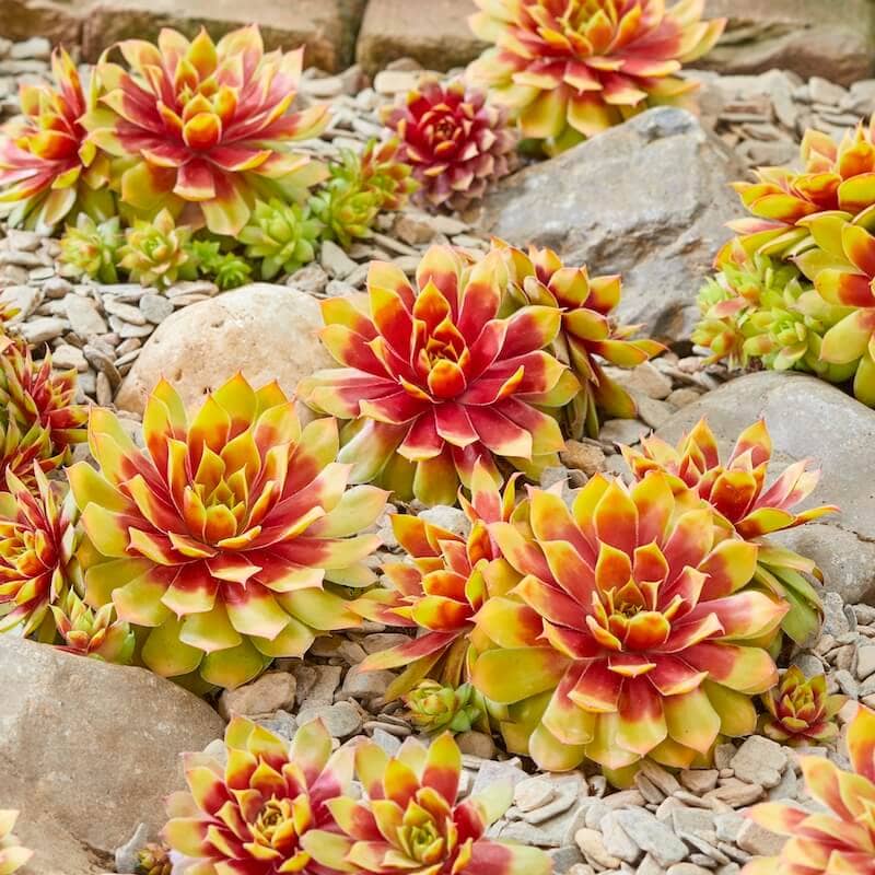 Sempervivum Gold Nugget Rockery Cropped Sempervivum Gold Nugget Rockery Cropped