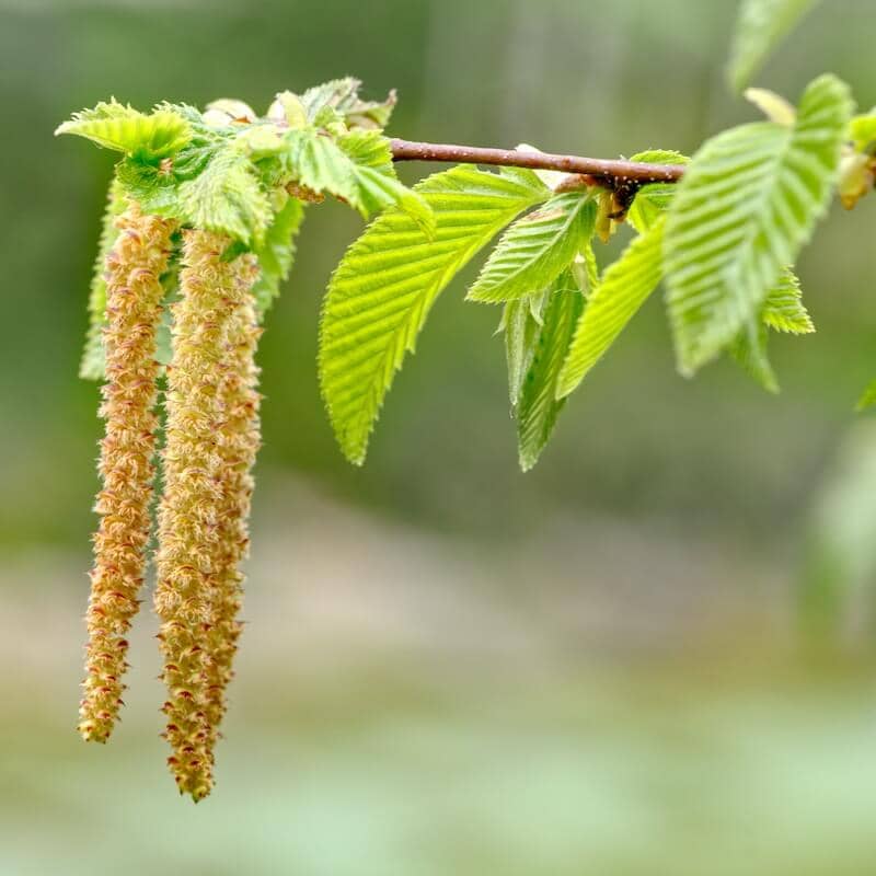 Carpinus betulus Catkins Carpinus betulus Catkins