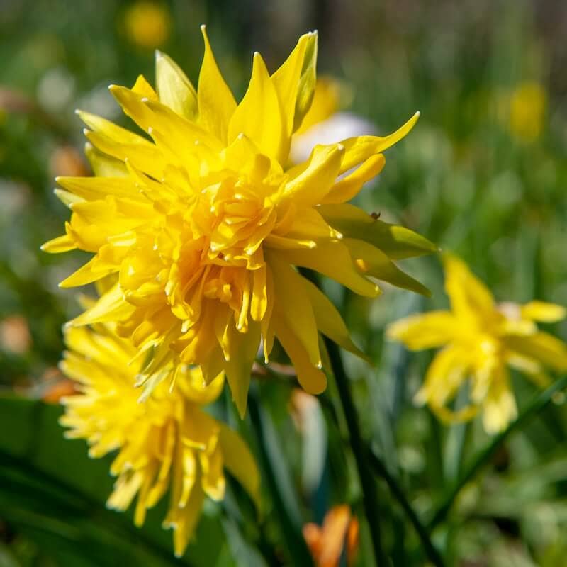 Narcissus Rip van Winkle Cropped Narcissus Rip van Winkle