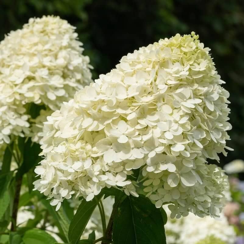Hydrangea paniculata Limelight Flowers Close Up Cropped Hydrangea paniculata Limelight Flowers Close Up Cropped