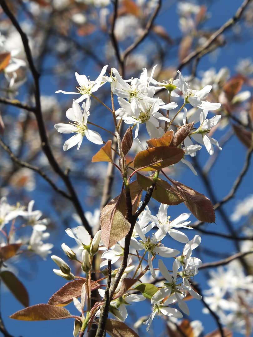 Amelanchier canadensis Flowers and Spring Foliage Amelancher canadensis