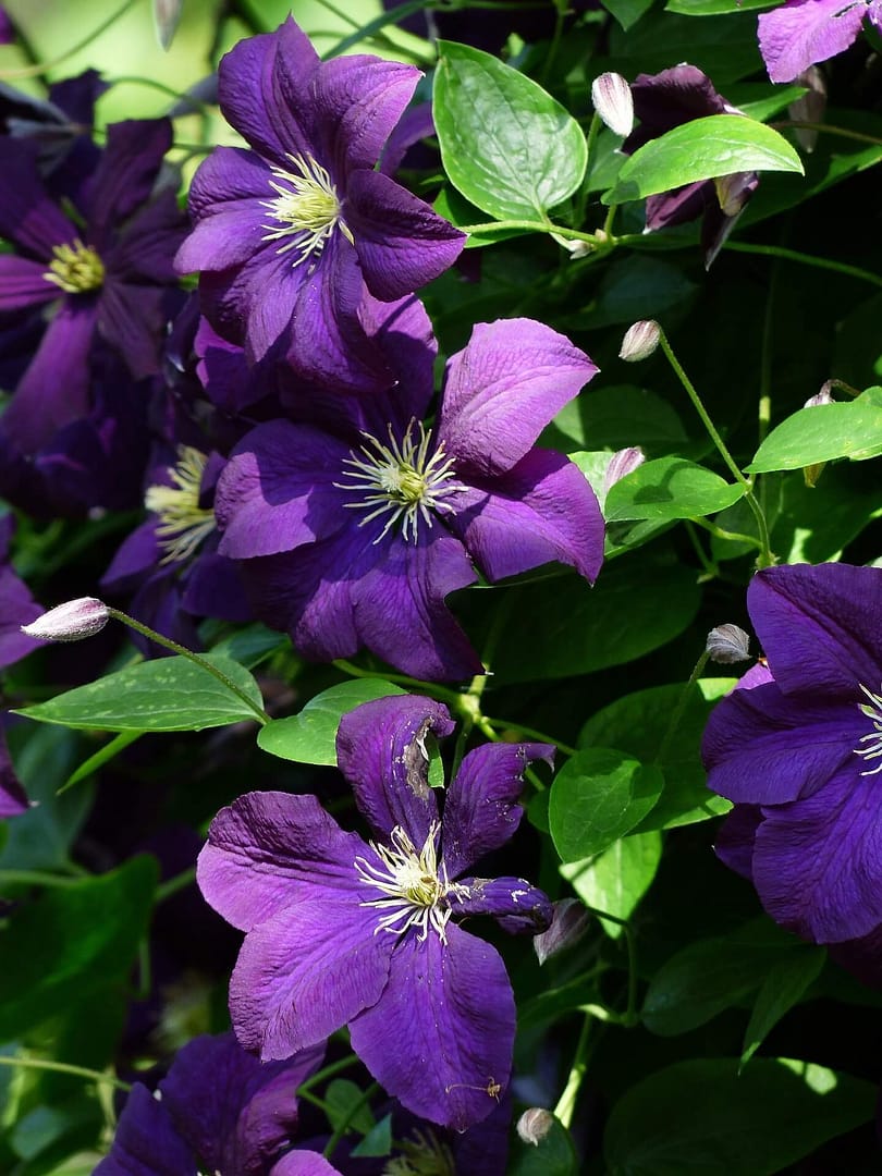 Clematis Étoile Violet