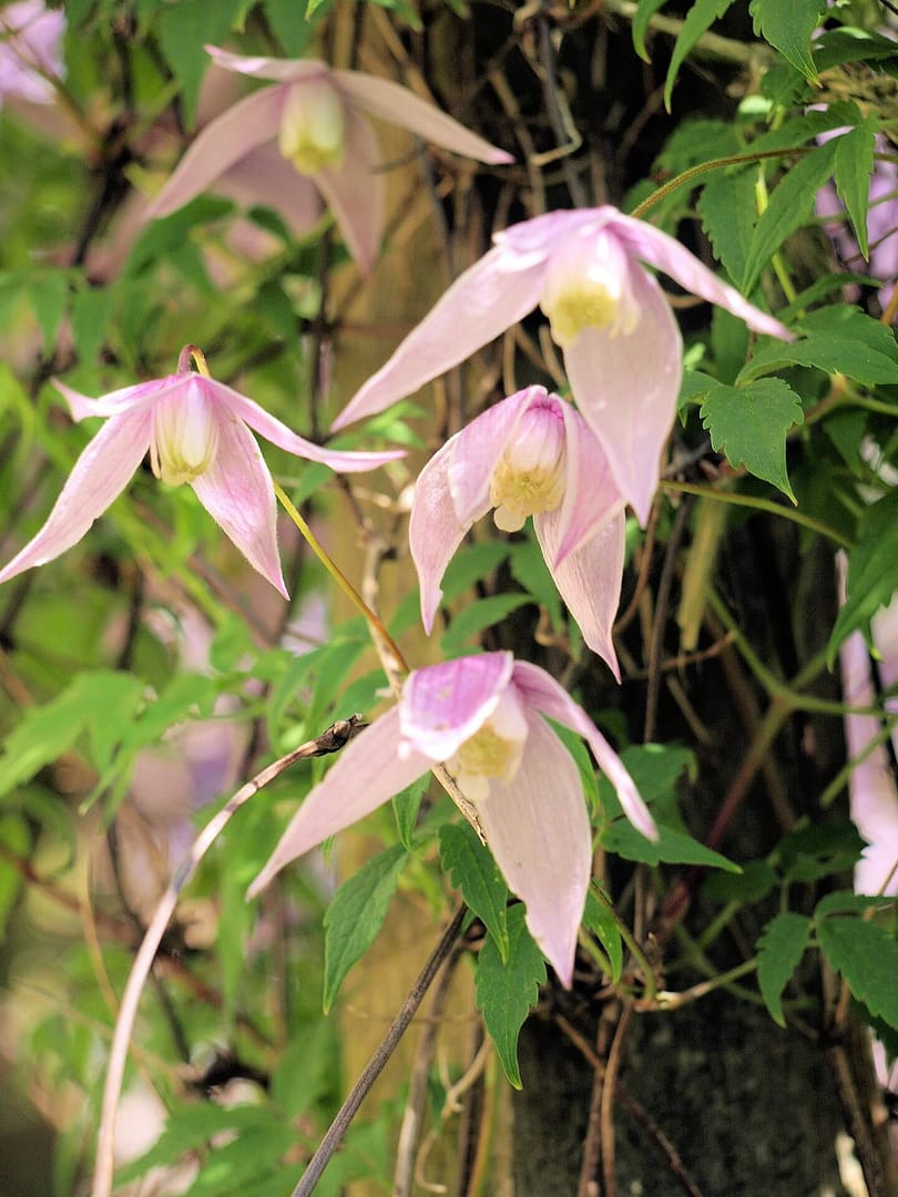 Clematis Pink Flamingo