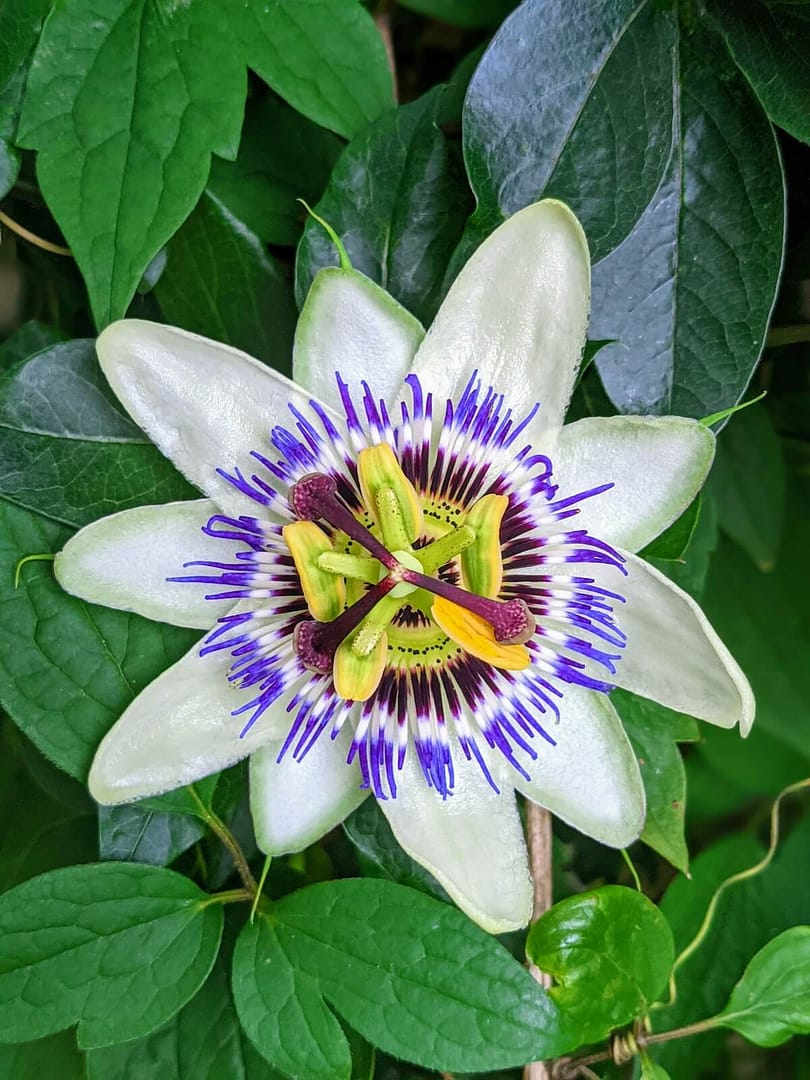 Passiflora caerulea Passion Flower Single Flower Passiflora caerulea Passion Flower Plant Nutrition and Growth