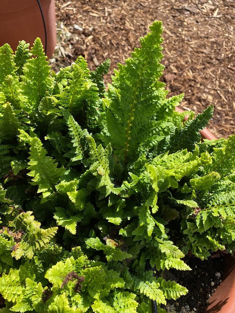 Polystichum setiferum Congestum - Soft Shield Fern Congestum Pot Grown