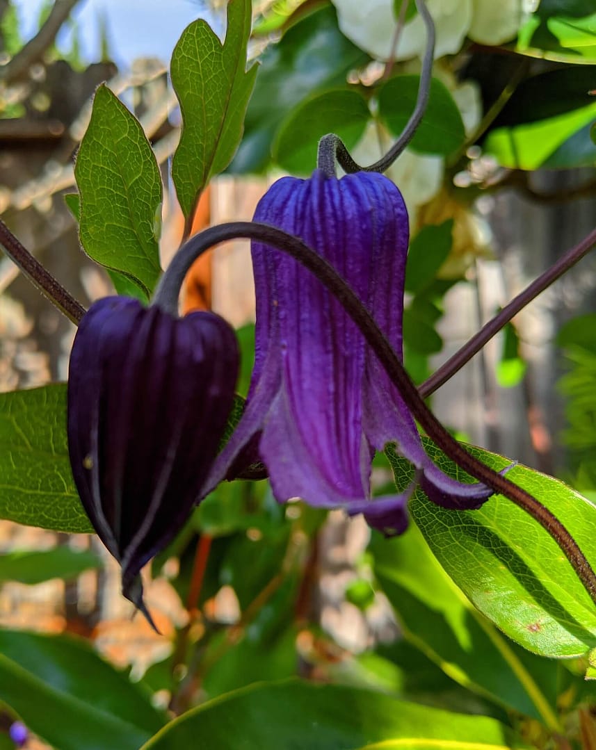 Clematis Rooguchi