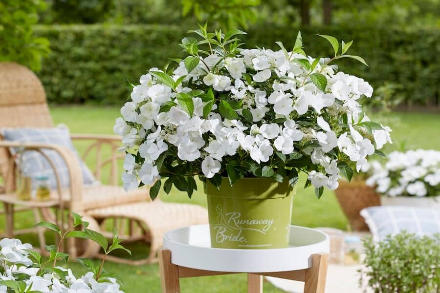 Hydrangea Runaway Bride in Full Flower Hydrangea Runaway Bride