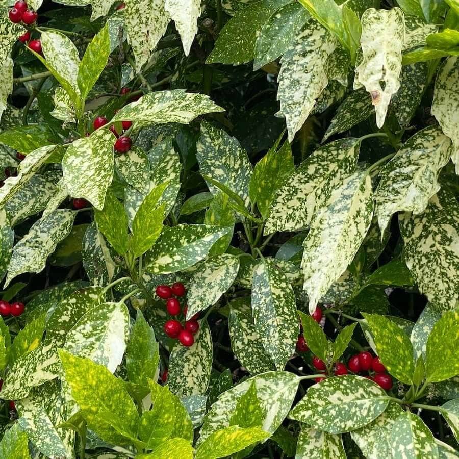 Aucuba japonica Variegata Leaves Close Up Cropped Aucuba japonica Variegata Leaves Close Up Cropped