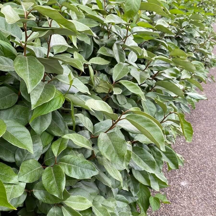 Elaeagnus x ebbingei Hedge Cropped Elaeagnus x ebbingei Hedge Cropped