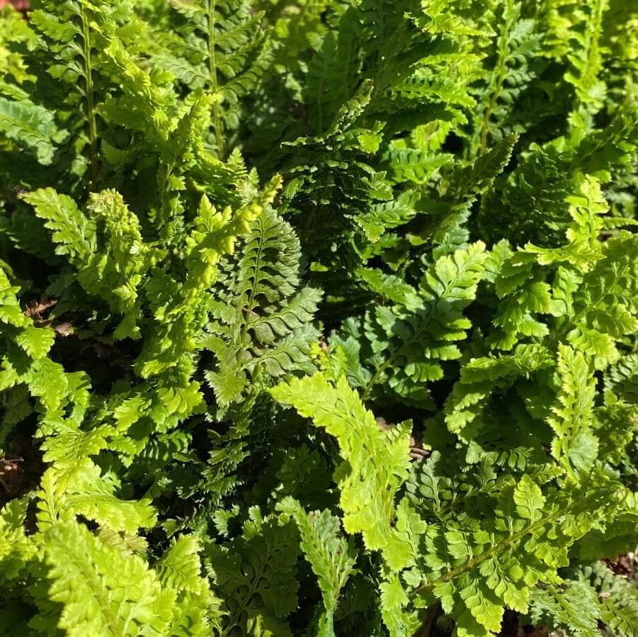 Polystichum setiferum Congestum - Soft Shield Fern Congestum