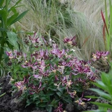 Lonicera periclymenum Chic & Choc® In The Garden Cropped