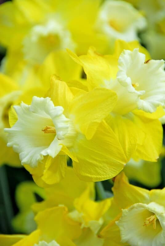 Narcissus Pipit