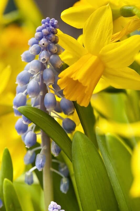 Narcissus Tete a Tete