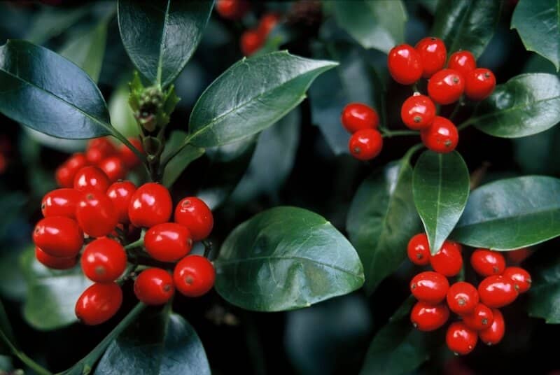 Aucuba japonica Rozannie Bright Berries