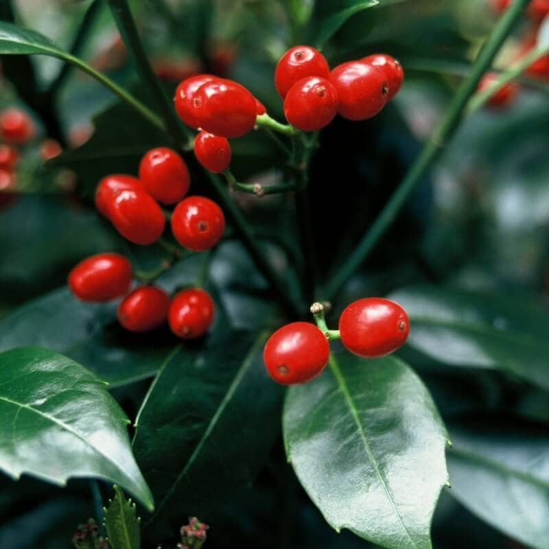 Aucuba japonica Rozannie Berries Close Up