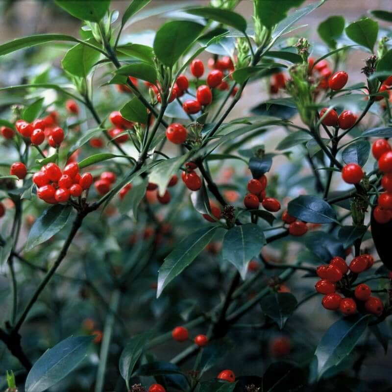 Aucuba japonica Rozannie Berries
