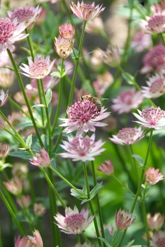 Astrantia Roma Flowers with Bee Astrantia Roma Flowers with Bee