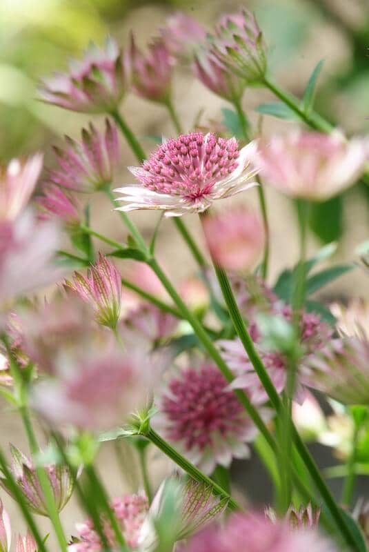 Astrantia Roma Flowers Astrantia Roma Flowers