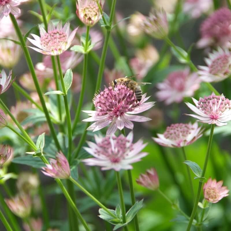 Astrantia Roma Flowers with Bee Cropped Astrantia Roma Flowers with Bee Cropped